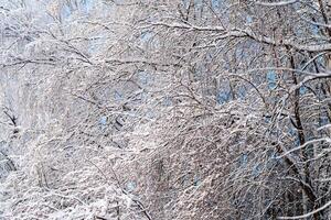 invierno natural fondo, cubierto de nieve árbol ramas en el antecedentes de azul cielo. frío, escarcha en invierno foto