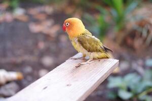 Cute Lovebird sitting on a wooden bench in the garden. photo