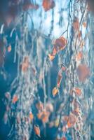 Birch in winter, snow-covered, frozen. Natural Winter Background photo