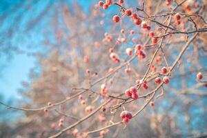 pequeño manzanas en invierno debajo el nieve foto