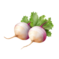 AI generated Fresh and beautiful Turnip isolated on transparent background png