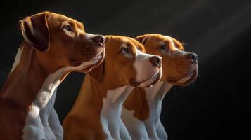 ai generado Tres beagle perros en un fila en perfil. estudio ligero oscuro antecedentes. Copiar espacio. foto