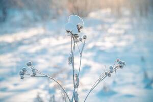 bardana planta en invierno, cubierto con nieve, invierno concepto foto