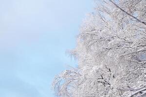 invierno natural fondo, cubierto de nieve árbol ramas en el antecedentes de azul cielo. frío, escarcha en invierno foto