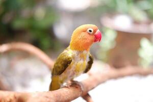 pequeño periquito sentado en un árbol rama foto