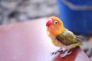 Cute yellow and red lovebird sitting on the red floor. photo