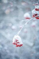 rojo serbal en invierno debajo el nieve. invierno concepto foto