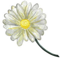 waterverf bloemen en groen bladeren, bloemen illustratie voor groet kaart, uitnodiging en andere het drukken ontwerp. png