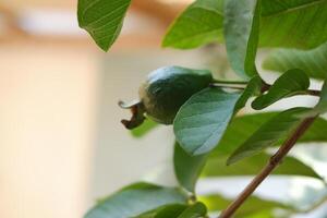 Guava fruit on the tree in the garden with green leaves background photo