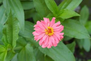 rosado zinnia flor en el jardín con verde hoja antecedentes foto