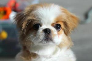 Cute Pekingese dog puppy photo
