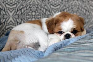 cute Pekingese dog photo