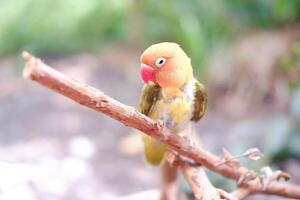 Little lovebird sitting on a tree branch photo