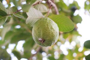 Guava fruit on the tree in the garden with green leaves background photo