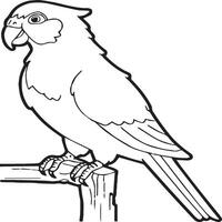 Parrot coloring pages. Coloring pages of Parrot for coloring pages vector