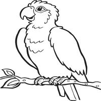 Parrot coloring pages. Coloring pages of Parrot for coloring pages vector