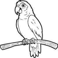 Parrot coloring pages. Coloring pages of Parrot for coloring pages vector