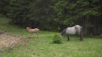 hästar matning av gräs på högland bete. inhemsk bruka häst- däggdjur betning i grön fält. brokig grå häst och föl video