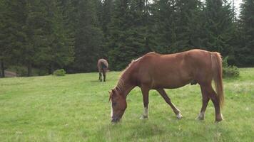 hästar matning av gräs på högland bete. inhemsk bruka häst- däggdjur betning i grön fält. video