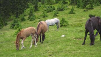 paarden voeden uit gras Bij hoogland weiland. huiselijk boerderij paarden zoogdieren begrazing in groen velden. video