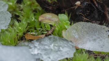 Macro time-lapse shot of shiny particles of melting snow and open green sprouts and leaf. Change of season from winter to spring in the forest. video