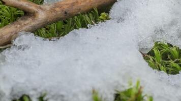 macro time-lapse schot van glimmend deeltjes van smelten sneeuw en Open groen gras en blad. verandering van seizoen van winter naar voorjaar in de Woud. video