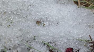 macro time-lapse schot van glimmend deeltjes van smelten sneeuw en Open groen gras. verandering van seizoen van winter naar voorjaar in de Woud. video