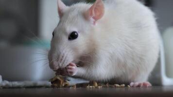 detailopname van schattig huiselijk wit Rat eet noten. 4k video