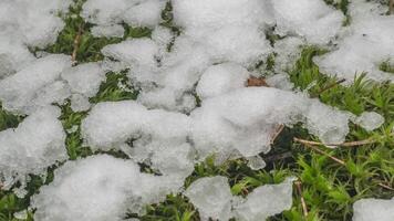 macro time-lapse schot van glimmend deeltjes van smelten sneeuw en Open groen gras en blad. verandering van seizoen van winter naar voorjaar in de Woud. video