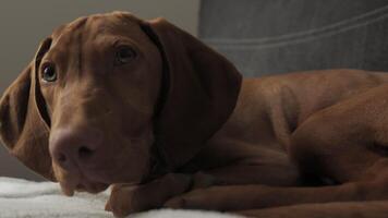 Close-up of the muzzle. a cute sleepy Hungarian Vizsla dog lies on the couch at home. video