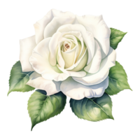 AI generated Symbol of Purity Valentine White Rose - A Fragrant Gesture for Your Special Valentine png