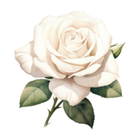 AI generated Symbol of Purity Valentine White Rose - A Fragrant Gesture for Your Special Valentine png