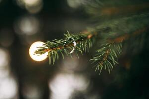 Platinum gold and diamond engagement ring on a pine branch. Winter wedding concept. Wedding in a rustic style. photo