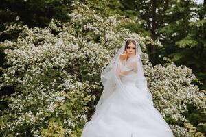 Red-haired bride in a lush dress with an open bust, posing wrapped in a veil, against the background of flowering trees. Spring wedding in nature. photo