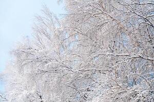 invierno natural fondo, cubierto de nieve árbol ramas en el antecedentes de azul cielo. frío, escarcha en invierno foto