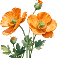 AI generated Welsh poppy flowers. Watercolor painting of Welsh poppy flowers. png