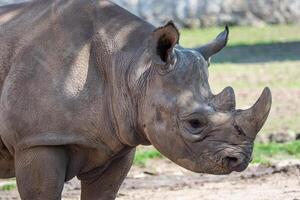 Young eastern black rhinoceros photo