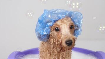 Slow motion. Funny friendly dog takes a bath with foam in a shower cap on a light background. Pet care and hygiene concept. Dog in bathtub shower with shampoo. High quality 4k footage video