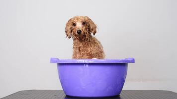 lento movimento. engraçado amigáveis cachorro leva uma banho com espuma em uma luz fundo. animal Cuidado e higiene conceito. cachorro dentro banheira chuveiro com xampu. Alto qualidade 4k cenas video