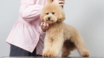 Groomer comb and blow dry the coat of a Bichon Fries dog after bathing it. Dog is enjoying, air pressure from the hair dryer developing its beautiful hair. Bichon a poil frise video