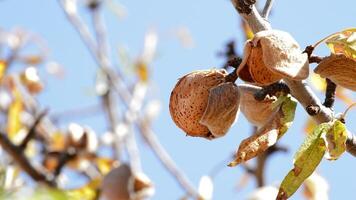 Mandel im Ast von ein Mandel Baum ein sonnig Tag video