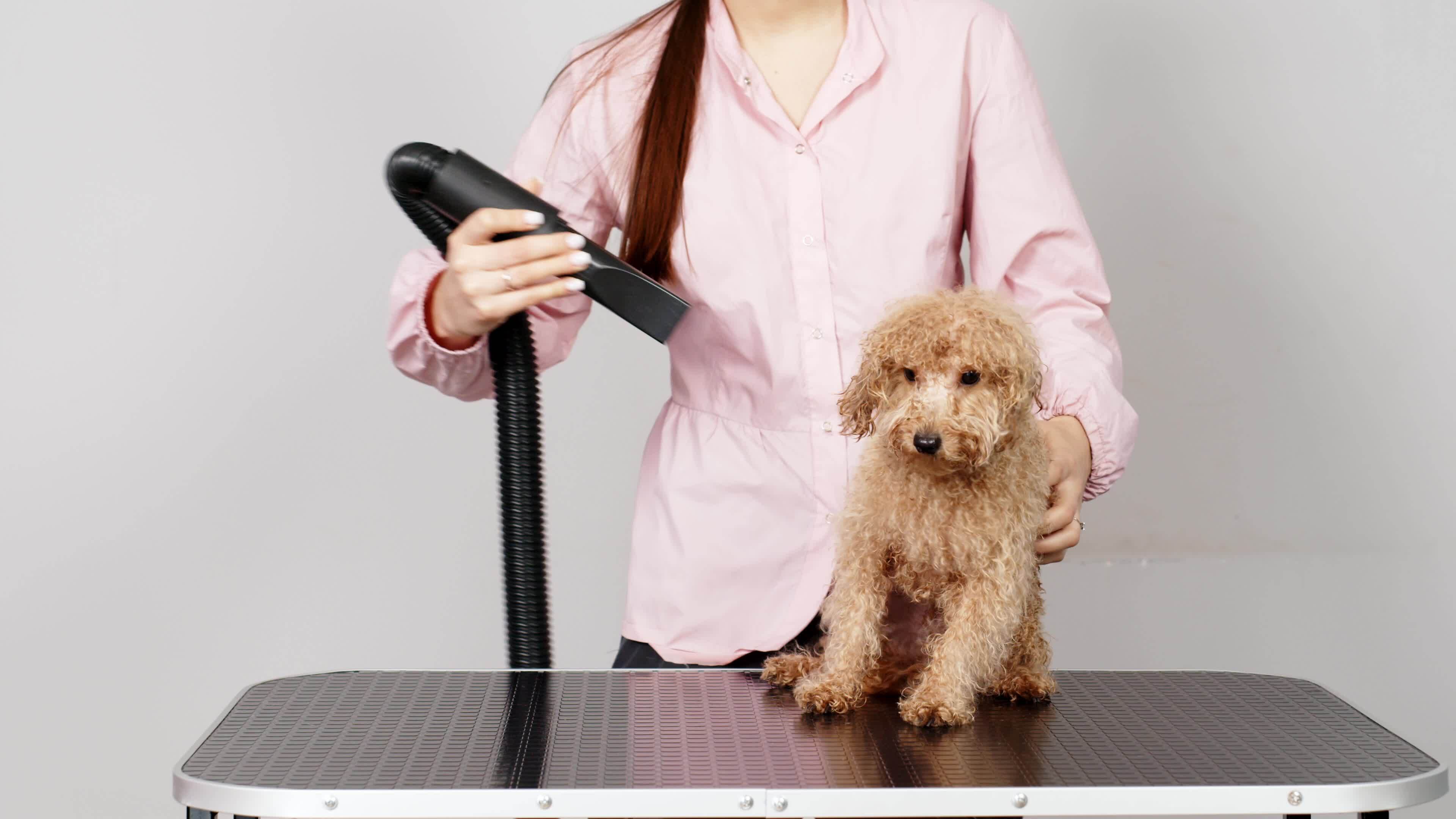 Groomer comb and blow dry the coat of a Bichon Fries dog after bathing
