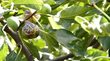 Ripe fig hanging at branch of a fig tree in a plantation video