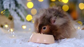 A funny shaggy fluffy hamster nibbles feed seeds from a bowl on a Christmas background with fairy lights and bokeh video