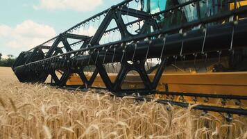 trigo cosecha. trigo cosecha tijeras. segador máquina cosecha dorado maduro trigo campo en un agrícola campo a puesta de sol en verano desde cerca arriba. agricultura comida producción. video