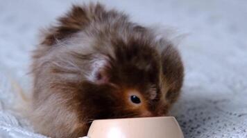 grappig pluizig syrisch hamster eet hapjes voeden zaden van een schaal, spullen zijn wangen. voedsel voor een huisdier knaagdier, vitamines. detailopname video