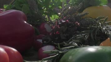 Fresco verduras y verduras incluso rojo, verde y amarillo campana pimientos, rábano y enebro en el de madera Cocinando tablero video