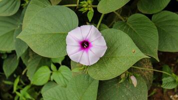 Closeup of a Purple Color Flower, Single Flower in Green Leaves Background, Spring Growing Purple Flowers photo