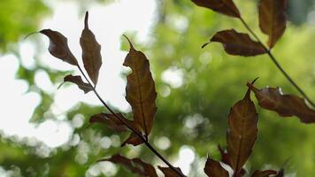 cerca arriba de seco hoja en árbol foto