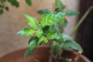 Fresco bebé hoja de un albahaca planta foto